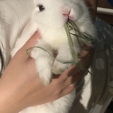 Entry image for Creampuff