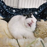 Entry image for Pee-Wee