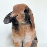 Entry image for Pretzel