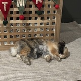 Entry image for Pretzel