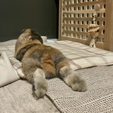 Entry image for Pretzel