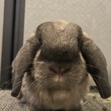 Entry image for Boba