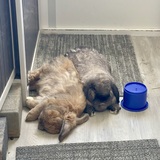 Entry image for Bibi & Boba