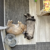 Entry image for Bibi & Boba