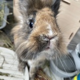 Entry image for Cinnabun 