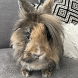 Entry image for Cinnabun