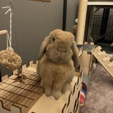 Entry image for Bibi