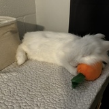 Entry image for Roger