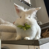 Entry image for Roger