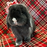 Entry image for Mochi