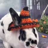 Entry image for Rocky