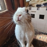 Entry image for Echo