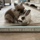 Entry image for Teddy & Poppy