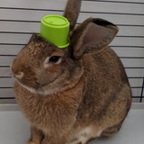 Entry image for Acorn