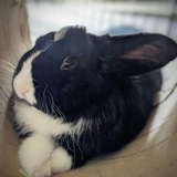 Entry image for Kewpie