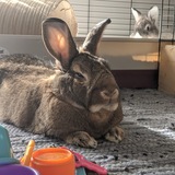 Entry image for Acorn & Luna