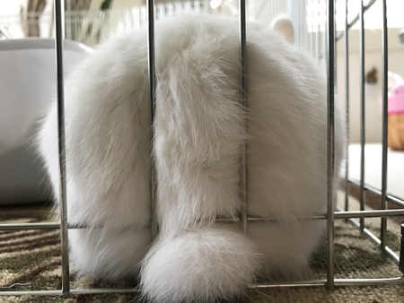 Tribble