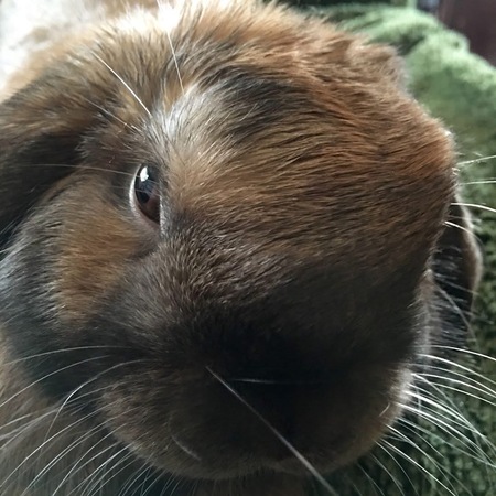 Entry image for Baloo. Clicking this image will show a larger photo