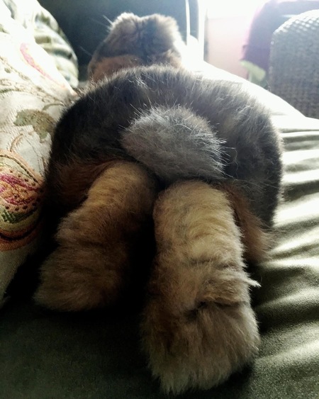 Baloo