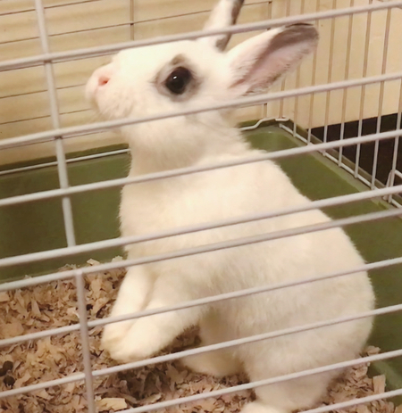 Willow Misty-Clementine