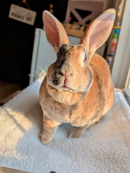 KitKat
