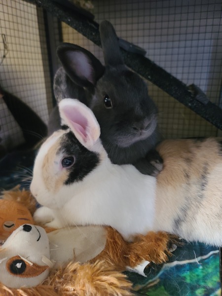 Harriett and Tootles