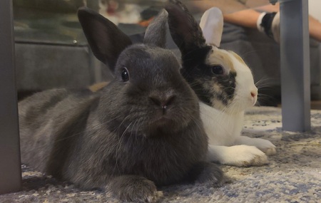 Harriett and Tootles