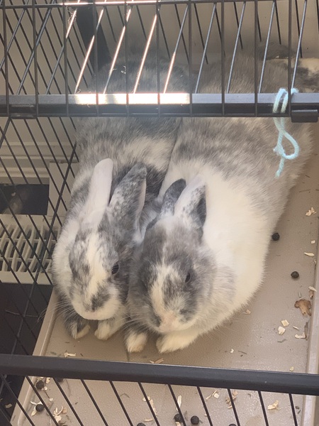Suzy and olive
