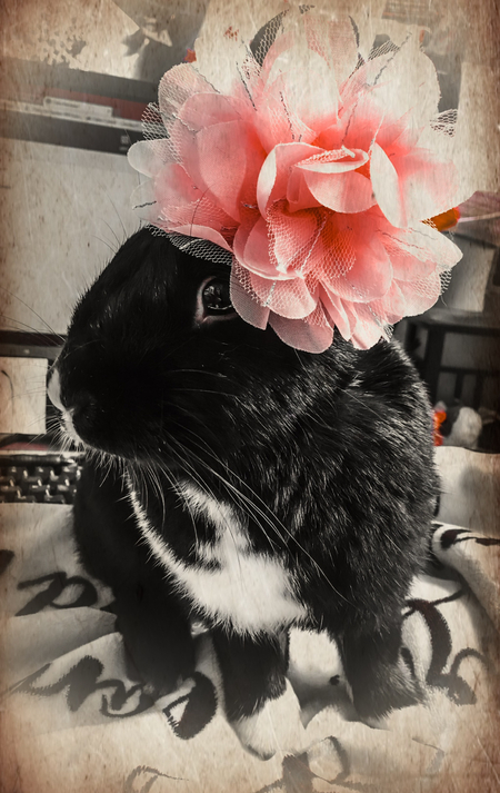 Ume
