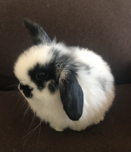JellyBean