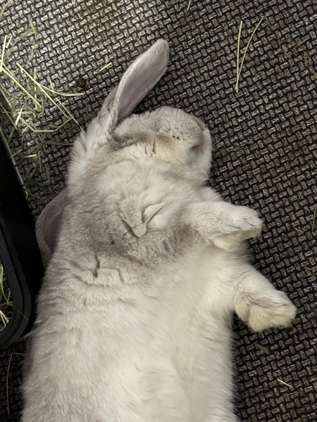 Maya