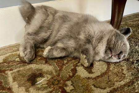 Valentina 