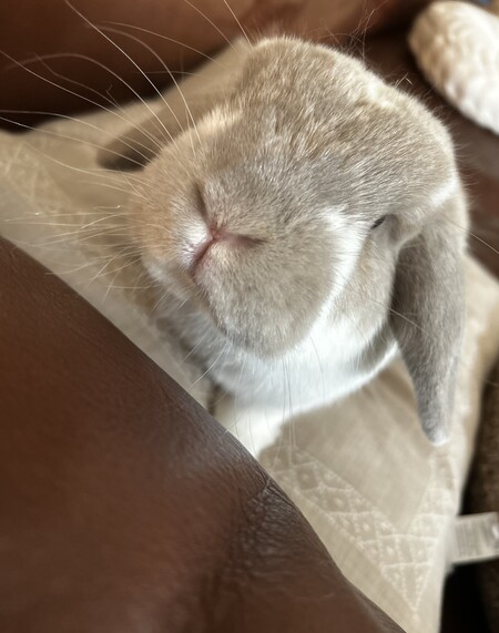 Lilly