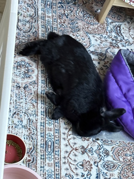 Entry image for Natasha Romanoff . Clicking this image will show a larger photo