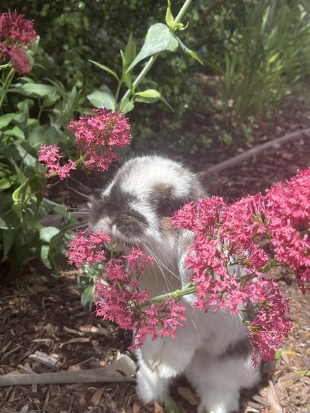 Entry image for Bonnie . Clicking this image will show a larger photo