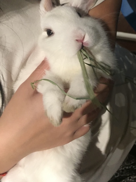 Entry image for Creampuff. Clicking this image will show a larger photo