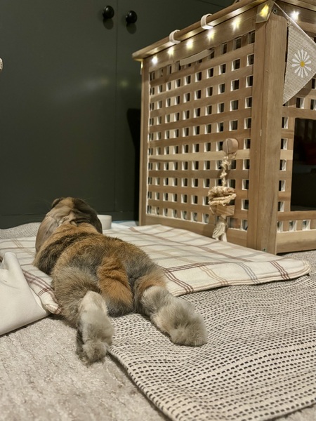 Entry image for Pretzel. Clicking this image will show a larger photo