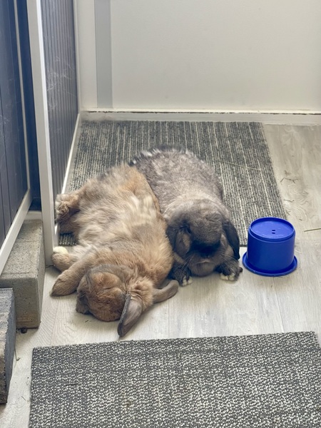 Entry image for Bibi & Boba. Clicking this image will show a larger photo