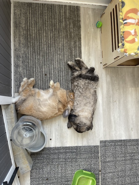 Entry image for Bibi & Boba. Clicking this image will show a larger photo