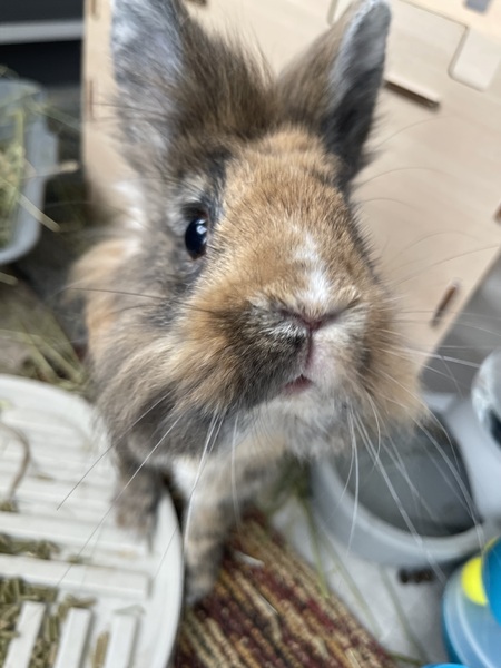 Entry image for Cinnabun . Clicking this image will show a larger photo