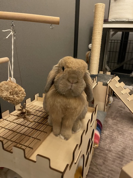 Entry image for Bibi. Clicking this image will show a larger photo