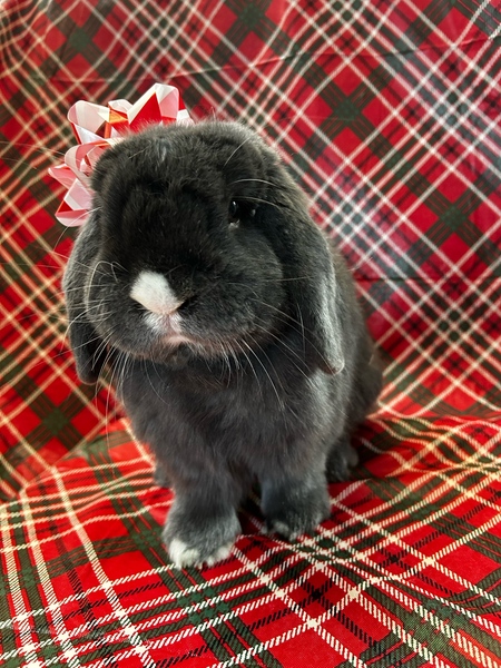 Entry image for Mochi. Clicking this image will show a larger photo