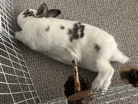 Entry image for Bug. Clicking this image will show a larger photo