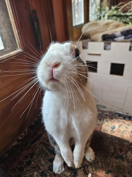 Entry image for Echo. Clicking this image will show a larger photo