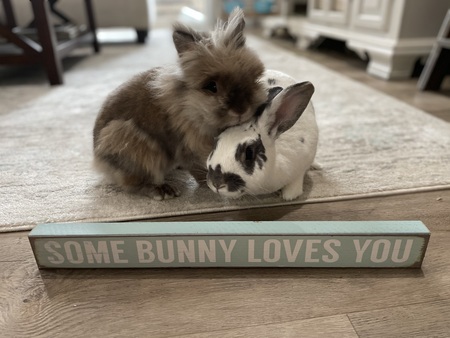 Entry image for Teddy & Poppy. Clicking this image will show a larger photo