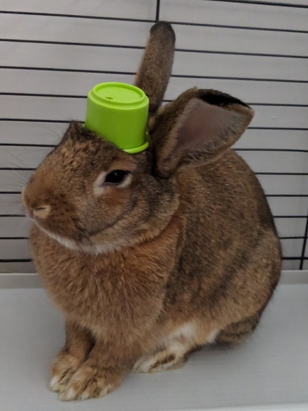 Entry image for Acorn. Clicking this image will show a larger photo