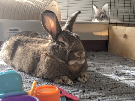 Entry image for Acorn & Luna. Clicking this image will show a larger photo