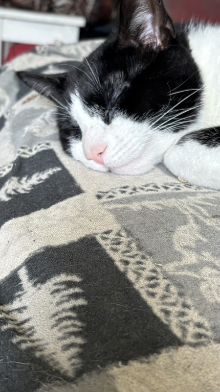 Oreo