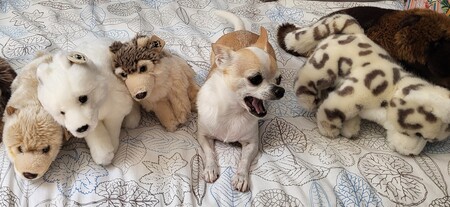 Pekoe