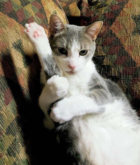 Linus